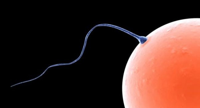 Рожденные от доноров спермы дети не отличаются здоровьем от всех других детей – ученые